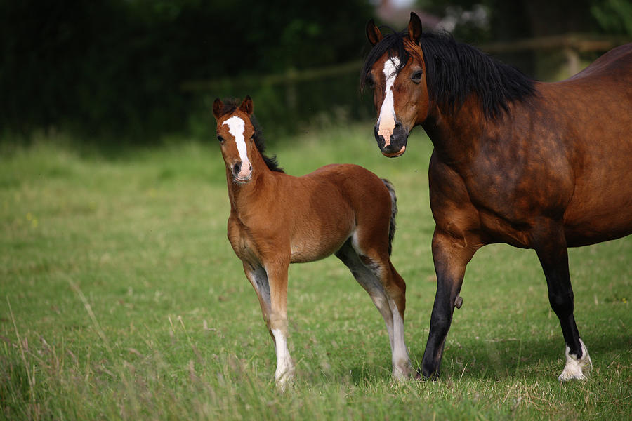 Animal Photograph - 1z5f9588 Welsh Pony Mare And Foal, Brynseion Stud, Uk by Bob Langrish