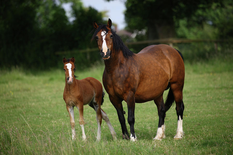 Animal Photograph - 1z5f9596 Welsh Pony Mare And Foal, Brynseion Stud, Uk by Bob Langrish