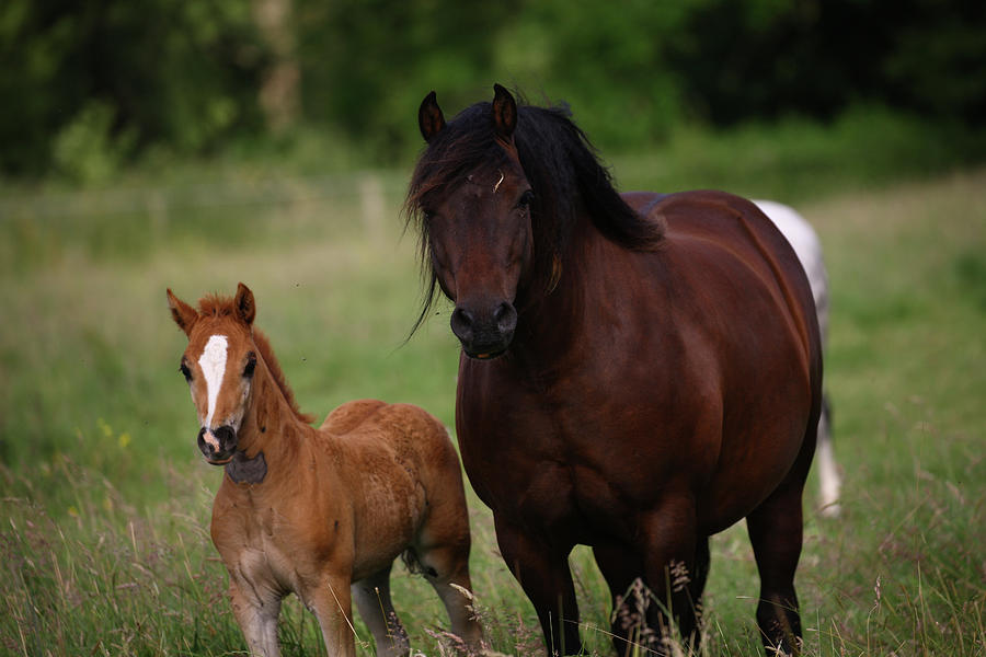 Animal Photograph - 1z5f9600 Welsh Pony Mare And Foal, Brynseion Stud, Uk by Bob Langrish