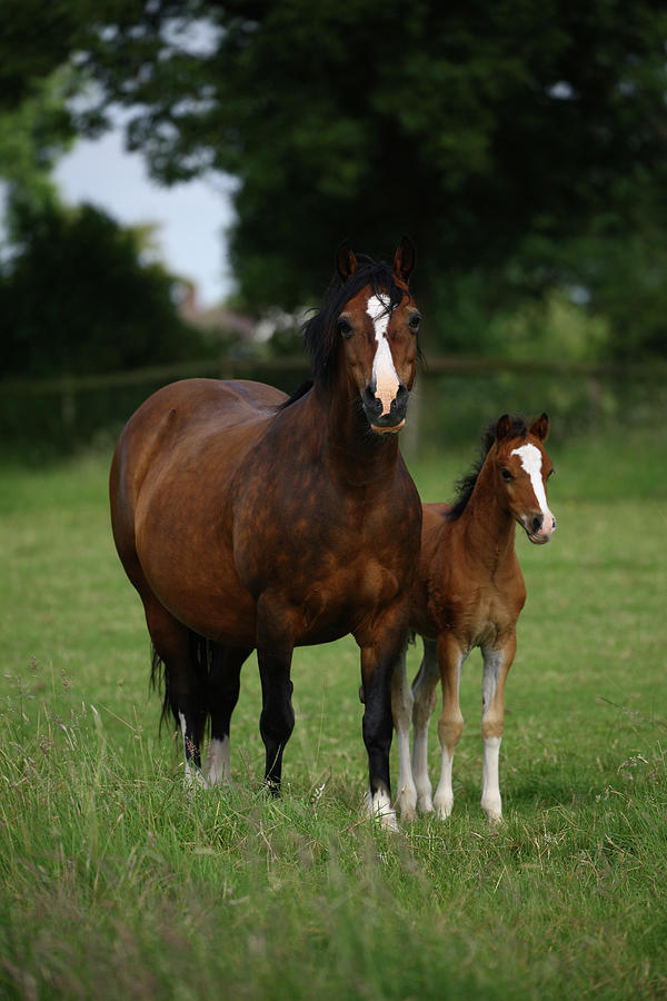 Animal Photograph - 1z5f9613 Welsh Pony Mare And Foal, Brynseion Stud, Uk by Bob Langrish