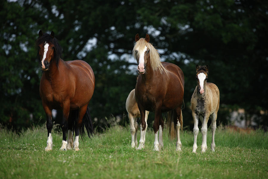 Animal Photograph - 1z5f9627 Welsh Pony Mares And Foals, Brynseion Stud, Uk by Bob Langrish
