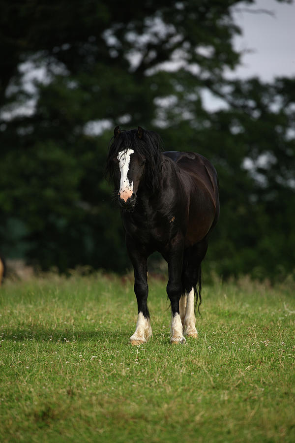 Animal Photograph - 1z5f9631 Welsh Cob Stallion, Brynseion Stud, Uk by Bob Langrish