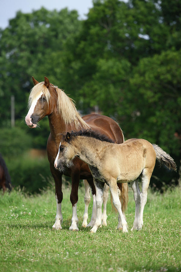 Animal Photograph - 1z5f9636 Welsh Cob Mare And Foal, Brynseion Stud, Uk by Bob Langrish