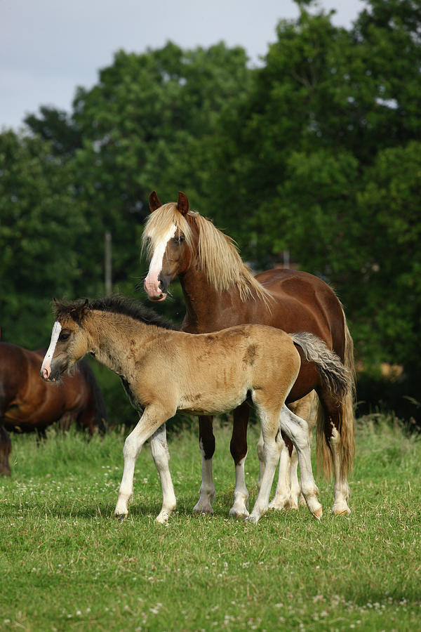 Animal Photograph - 1z5f9642 Welsh Cob Mare And Foal, Brynseion Stud, Uk by Bob Langrish