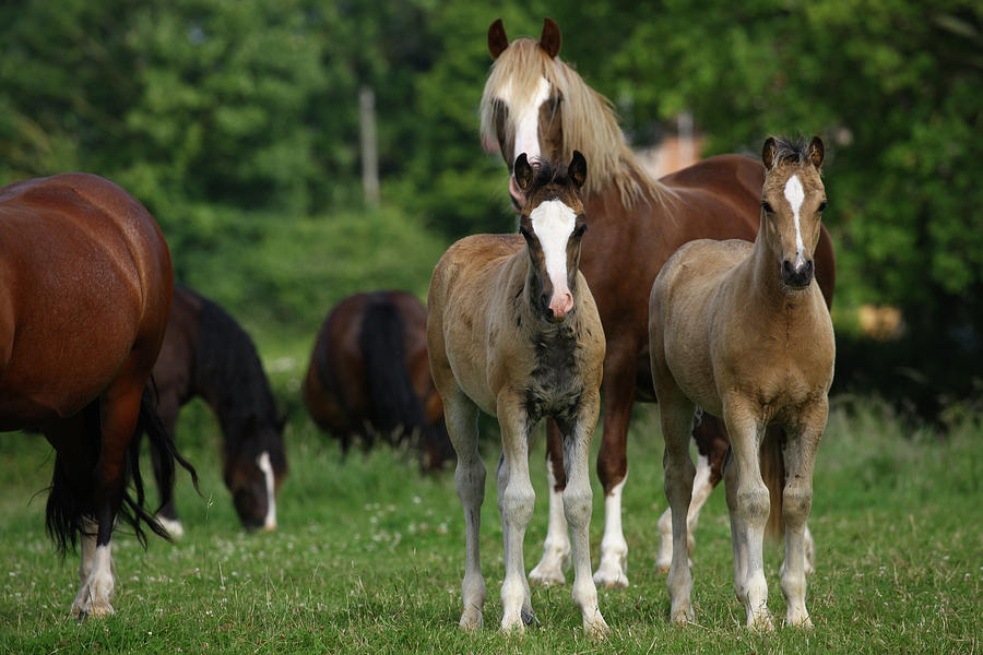 Animal Photograph - 1z5f9662 Welsh Cob Mares And Foals, Brynseion Stud, Uk by Bob Langrish