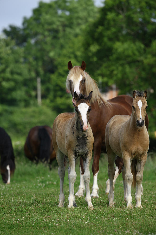 Animal Photograph - 1z5f9664 Welsh Cob Mare And Foals, Brynseion Stud, Uk by Bob Langrish