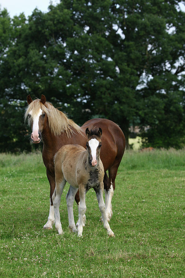 Animal Photograph - 1z5f9698 Welsh Cob Mare And Foal, Brynseion Stud, Uk by Bob Langrish
