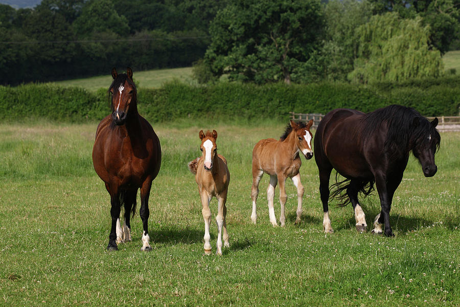 Animal Photograph - 1z5f9762 Welsh Cob Mares And Foals, Brynseion Stud, Uk by Bob Langrish