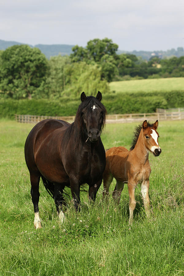 Animal Photograph - 1z5f9776 Welsh Cob Mare And Foal, Brynseion Stud, Uk by Bob Langrish