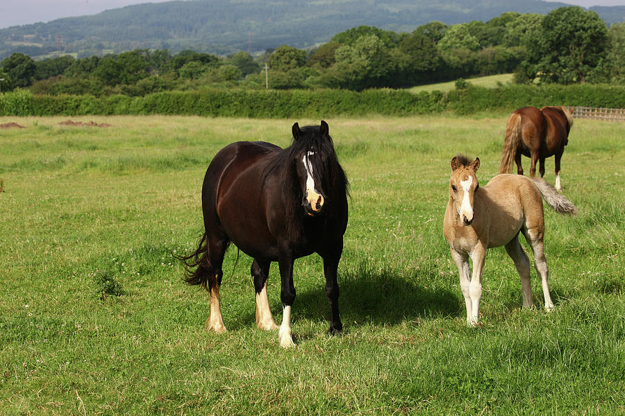 Animal Photograph - 1z5f9790 Welsh Cob Mare And Foal, Brynseion Stud, Uk by Bob Langrish