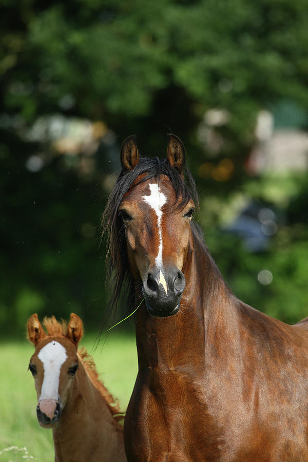 Animal Photograph - 1z5f9794 Welsh Cob Mare And Foal, Brynseion Stud, Uk by Bob Langrish