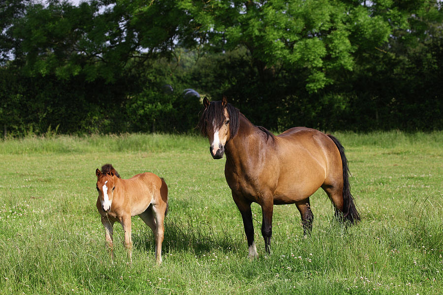 1z5f9814 Welsh Cob Mare And Foal, Brynseion Stud, Uk Photograph by Bob ...