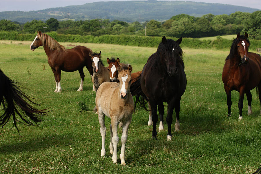 Animal Photograph - 1z5f9818 Welsh Cob Mares And Foals, Brynseion Stud, Uk by Bob Langrish