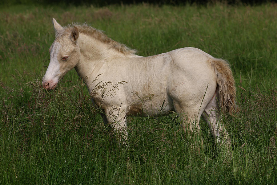 Animal Photograph - 1z5f9876 Welsh Cob Foal, Brynseion Stud, Uk by Bob Langrish