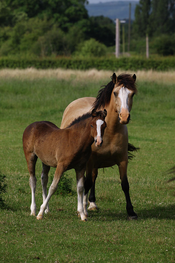 Animal Photograph - 1z5f9999 Welsh Cob Mare And Foal, Brynseion Stud, Uk by Bob Langrish