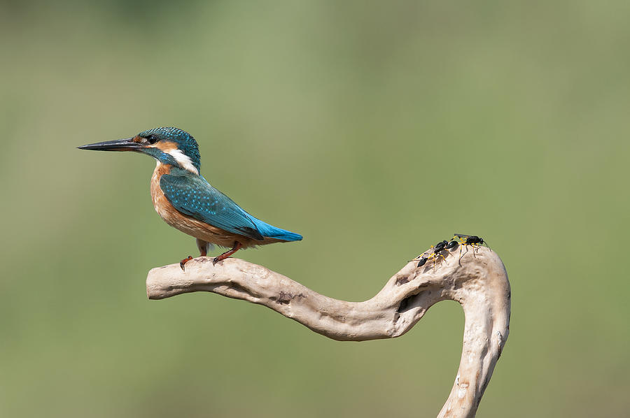 Kingfisher Photograph -  #2 by E.amer
