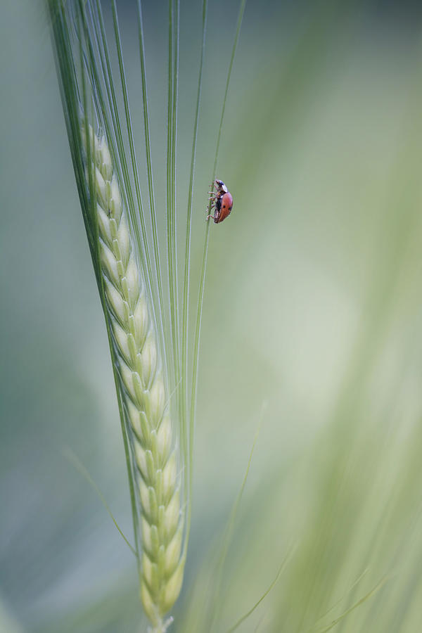 Insects Photograph -  #2 by Jana Ajlec