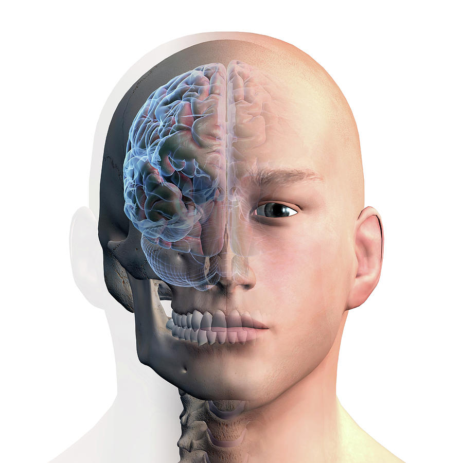 3d Rendering Of Human Head And Brain #2 Photograph by Hank Grebe