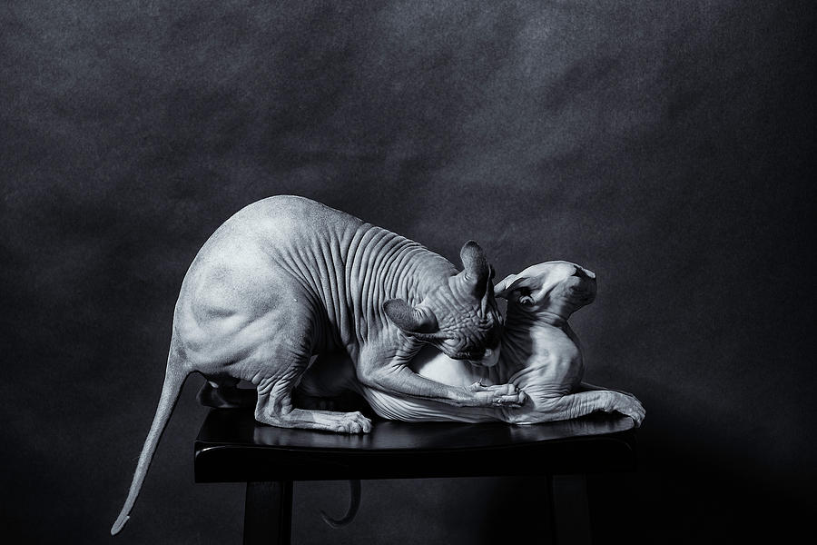 Cat Photograph - 50 Shades of Sphynx by Zina Zinchik