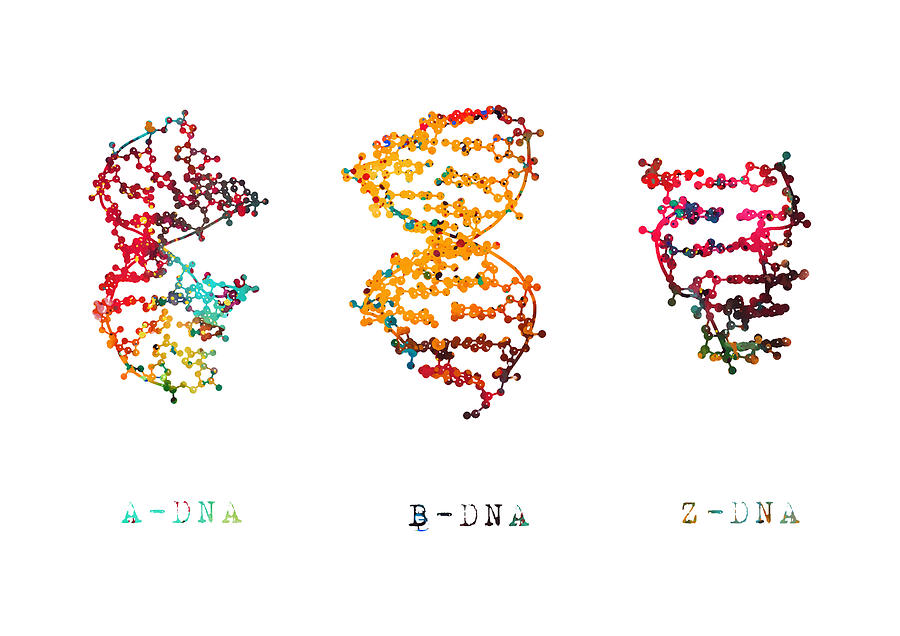 A-,B-, And Z-Dna Digital Art By Erzebet S - Fine Art America