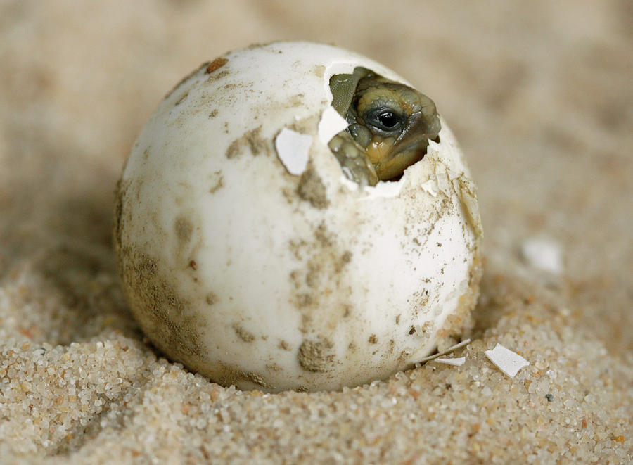 A Baby Sulcata Turtle Cracks Photograph by Denis Balibouse - Fine Art ...