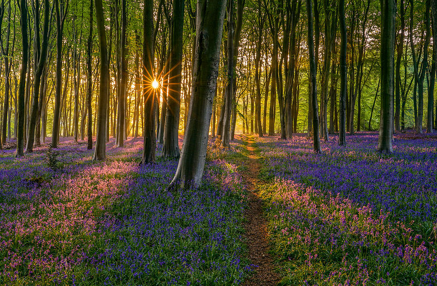 A Beautiful Sunrise Between Bluebells In Micheldever Forest, England. Photograph