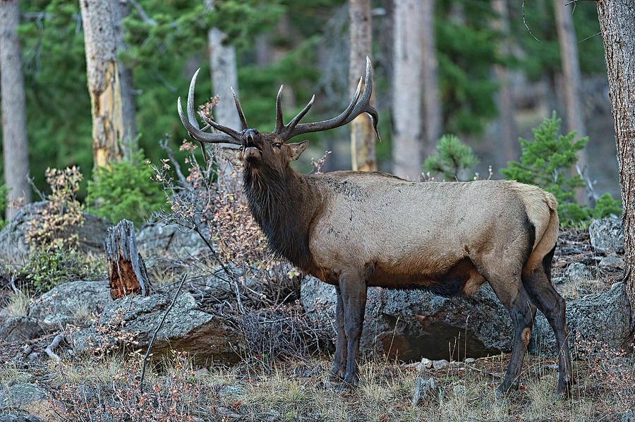 A Bull Elk Bugling in the Rocky Mountains #2 Photograph by Gary Langley