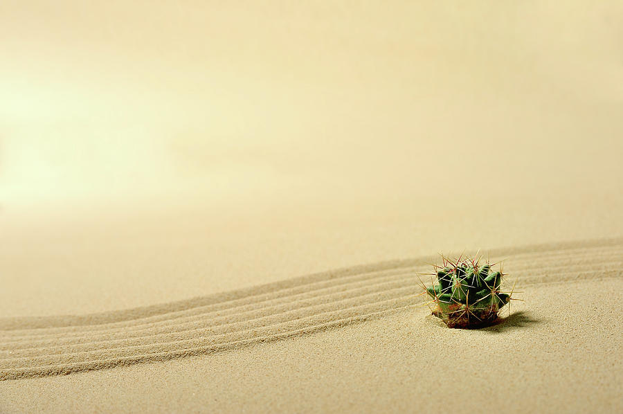 A Cactus And Wave Pattern In The Sand #2 Photograph by Yagi Studio