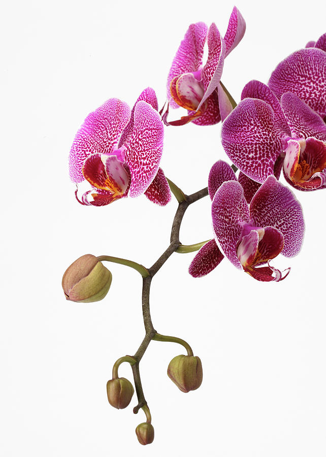 A Close-up Of An Orchid Branch #2 Photograph by Nicholas Eveleigh