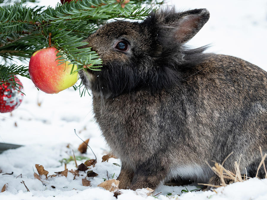 A dwarf rabbit eating an apple hanging on a christmas tree Photograph