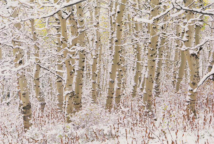 A Forest Of Aspen Trees In The Wasatch #2 Photograph by Mint Images - David Schultz