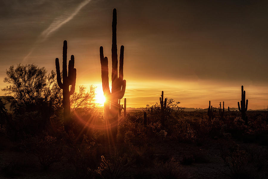 A Golden Saguaro Sunrise  #2 Photograph by Saija Lehtonen