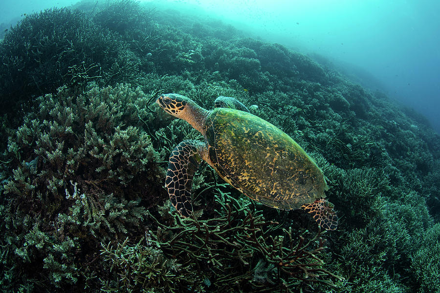 A Hawksbill Sea Turtle Swims #2 Photograph by Ethan Daniels