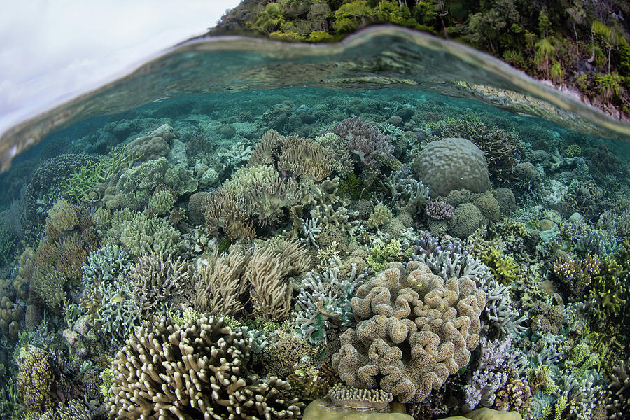 A Healthy And Beautiful Coral Reef Photograph by Ethan Daniels - Fine ...