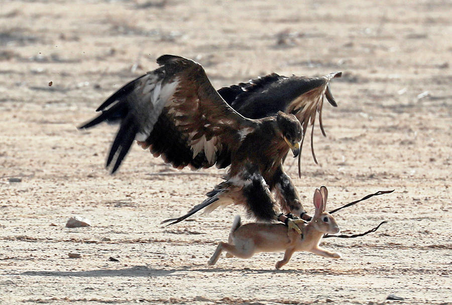 Falcon Photograph - A Hunting Falcon Catches a Hare #2 by Amr Dalsh