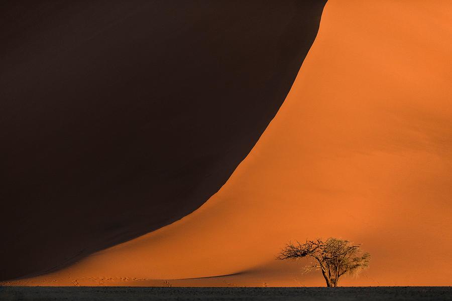 Abstract Photograph - A Lone Camelthorn Tree Stands In Front #2 by Ben McRae