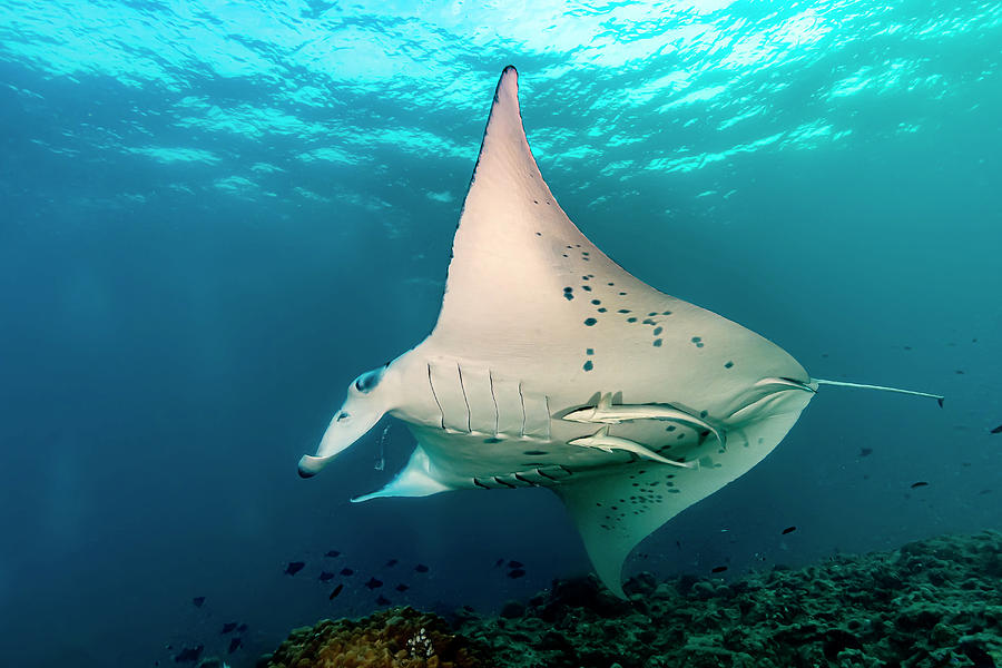 A Lone Oceanic Manta Ray Manta #2 Photograph by Bruce Shafer