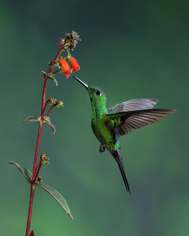 Animal Photograph - A Male Green-crowned Brilliant #2 by Jon G. Fuller