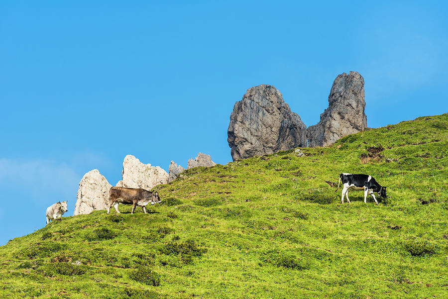 A Meadow Of The Alpe Di Siusi With Cows And The Mountain Range Rosszahne, Siusi, South Tyrol, Alto Adige, Italy #2 Photograph by Helge Bias