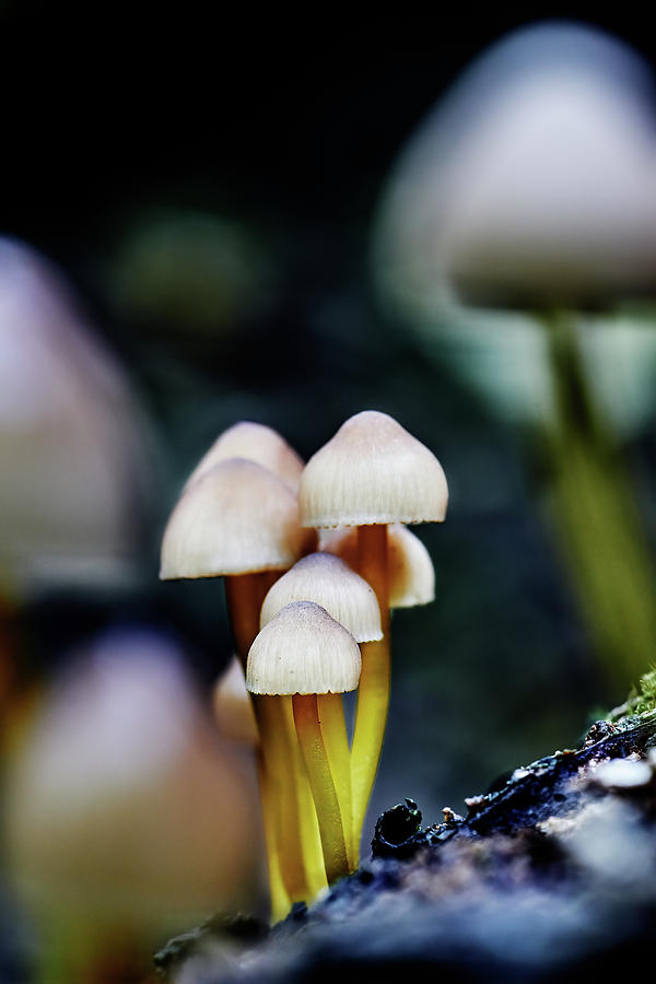 Mushroom Photograph - A Mushroom Forest Outdoor Macro Photgraphy #2 by Cavan Images