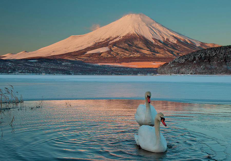 A Pair Of Mute Swans In Lake Kawaguchi #2 Photograph by Mint Images/ Art Wolfe