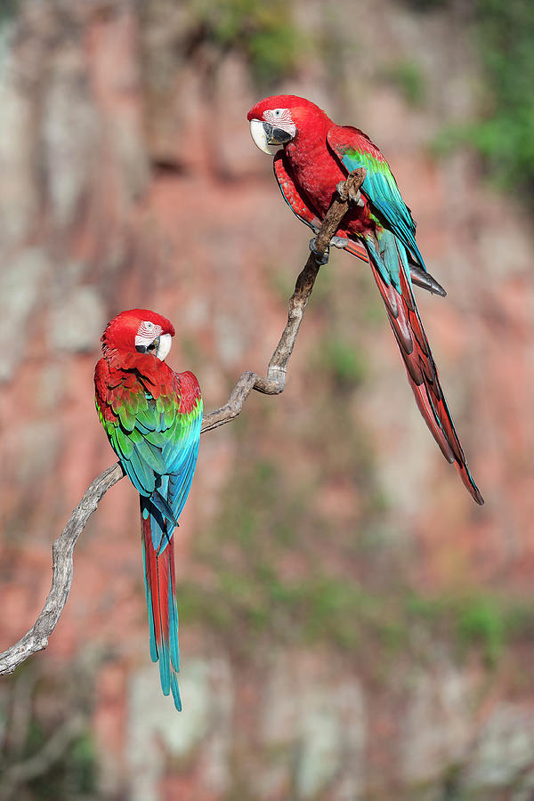 Macaw Photograph - A Pair Of Red-and-green Macaws Or #2 by Nick Garbutt