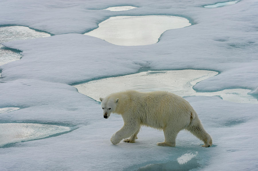 A Polar Bear (ursus Maritimus) Photograph By Wolfgang Kaehler - Fine ...