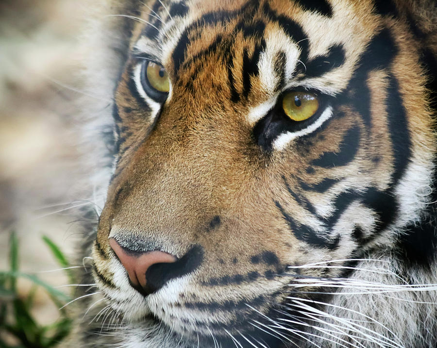 A Portrait Of A Bengal Tiger In The Forest Photograph