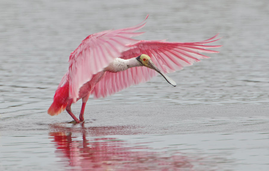 Ajaia Ajaja Photograph - A Roseate Spoonbill With Wings Raised #2 by James Urbach