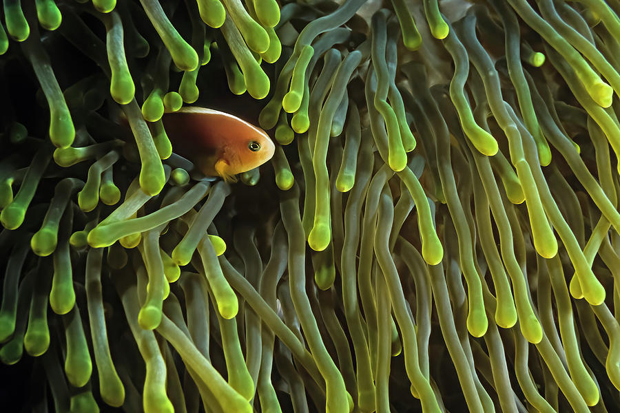 Finding Nemo Photograph - A Skunk Anemonefish (amphiprion Akallopisos) In A Host Anemone. #2 by Cavan Images