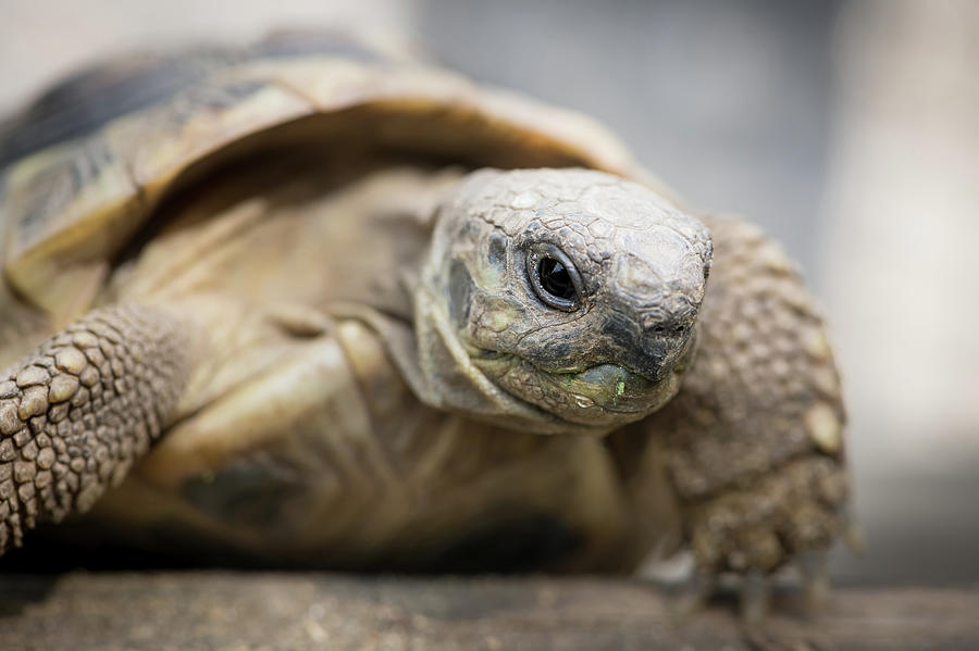 A tortoise climbing on a piece of wood Photograph by Stefan Rotter ...