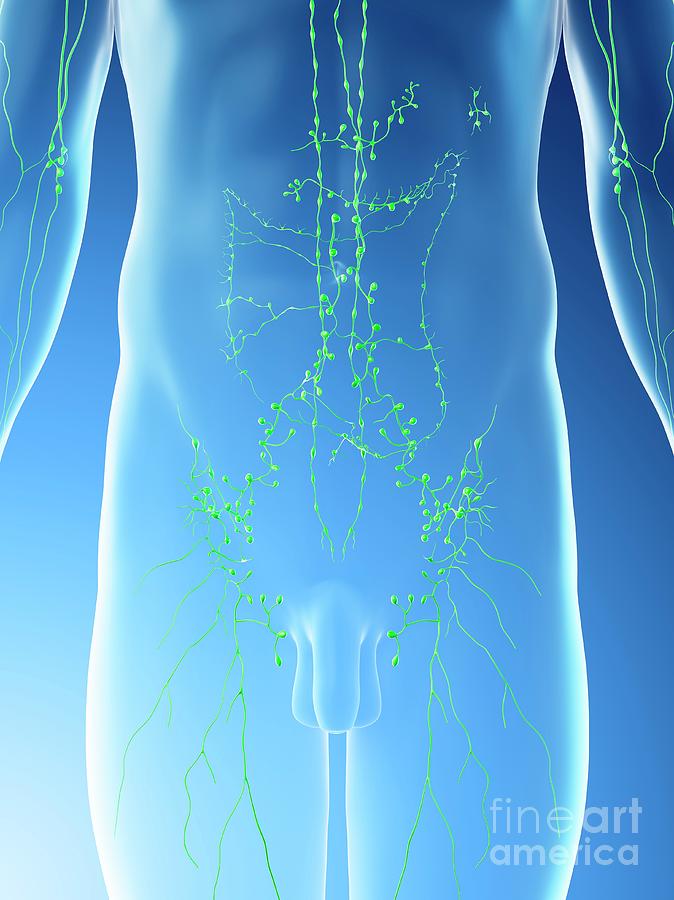 Abdominal Lymph Nodes Photograph By Sebastian Kaulitzkiscience Photo 0756