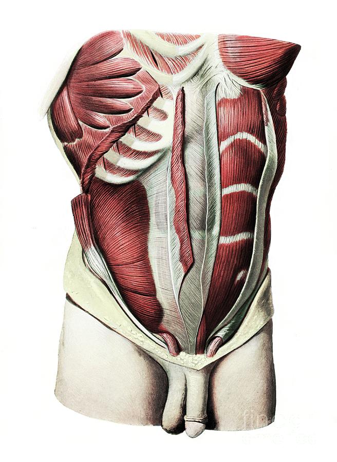 Diaphragm And Abdominal Muscles Photograph by Microscape/science