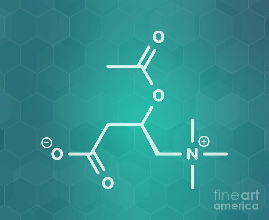 Acetylcarnitine Nutritional Supplement Molecule #2 Photograph by ...